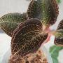 Anoectochilus roxburghii hayata 'Thick Stem Large Leaves' 1.7"